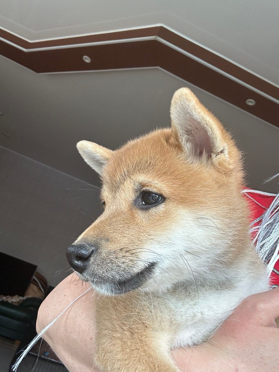 Сиба Rubylight Fumiko питомник Рубилайт