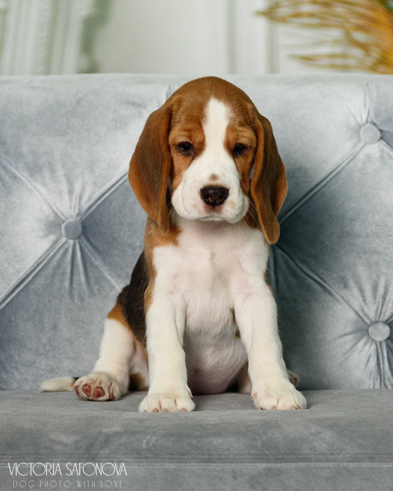 Бигли 20.05.2023. Фотограф анималист Благовещенск. Сафонова Виктория