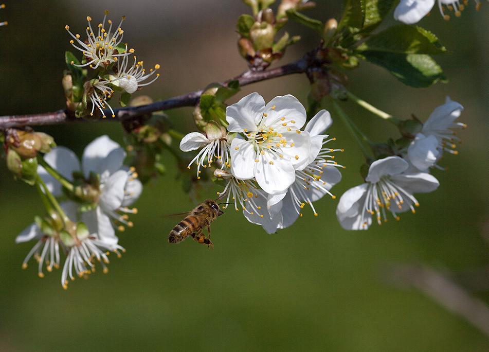 Цветы. Атмосферные пейзажи, лошади, бабочки, Александр Кожухов