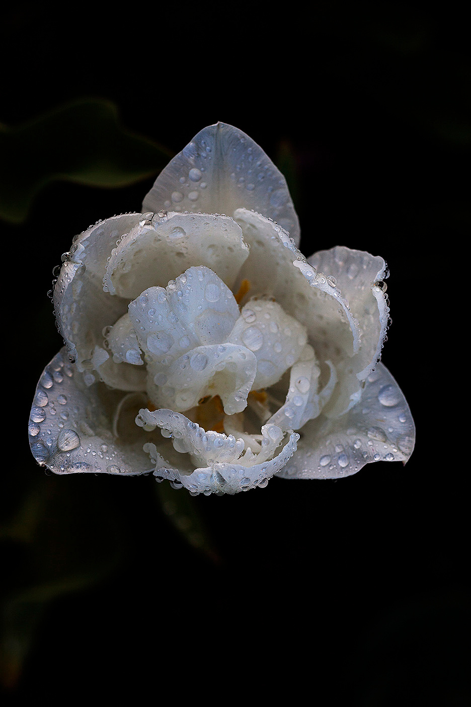 Цветы. Атмосферные пейзажи, лошади, бабочки, Александр Кожухов