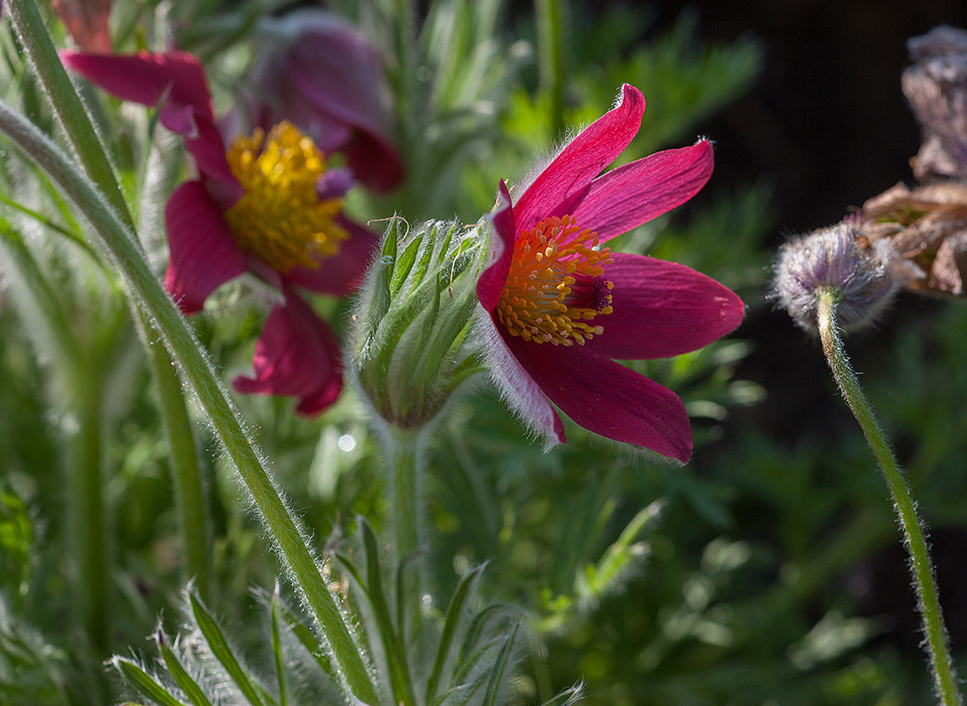 Цветы. Атмосферные пейзажи, лошади, бабочки, Александр Кожухов