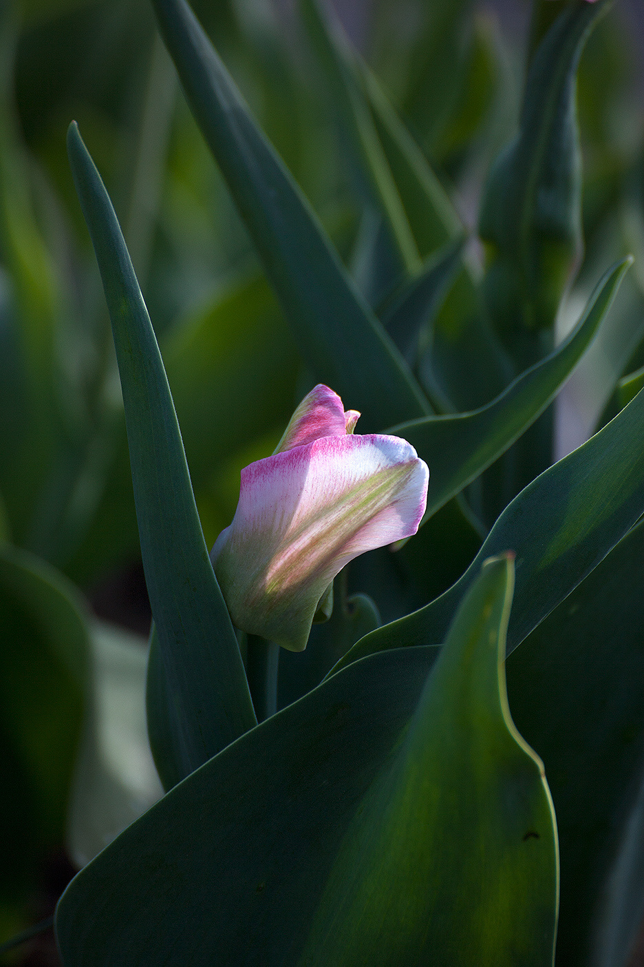 Цветы. Атмосферные пейзажи, лошади, бабочки, Александр Кожухов