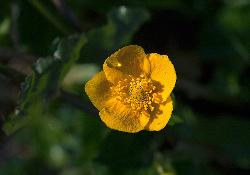 Цветы. Атмосферные пейзажи, лошади, бабочки, Александр Кожухов