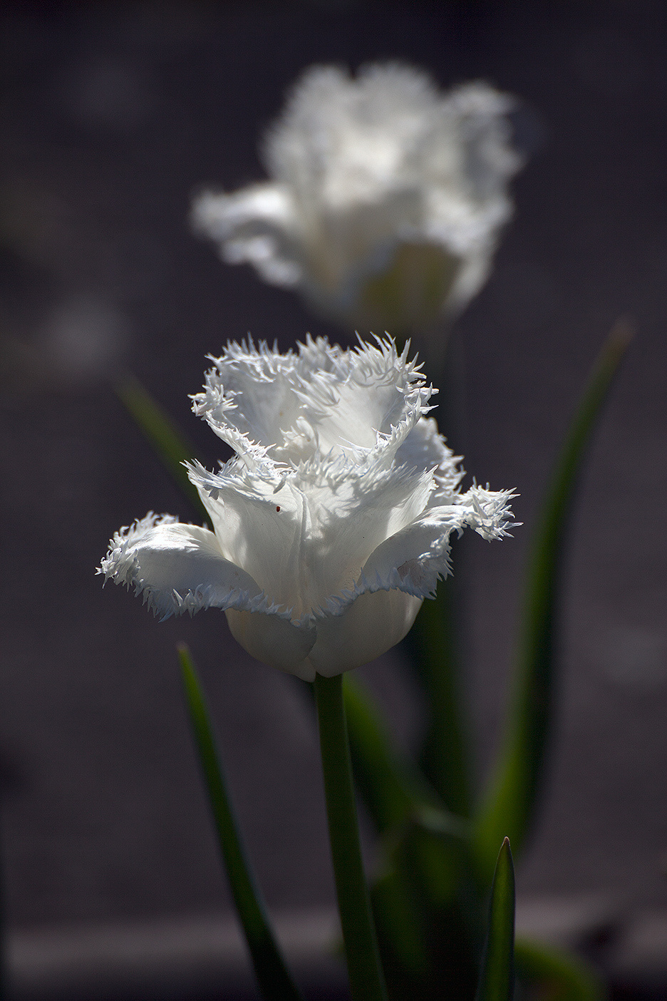 Цветы. Атмосферные пейзажи, лошади, бабочки, Александр Кожухов
