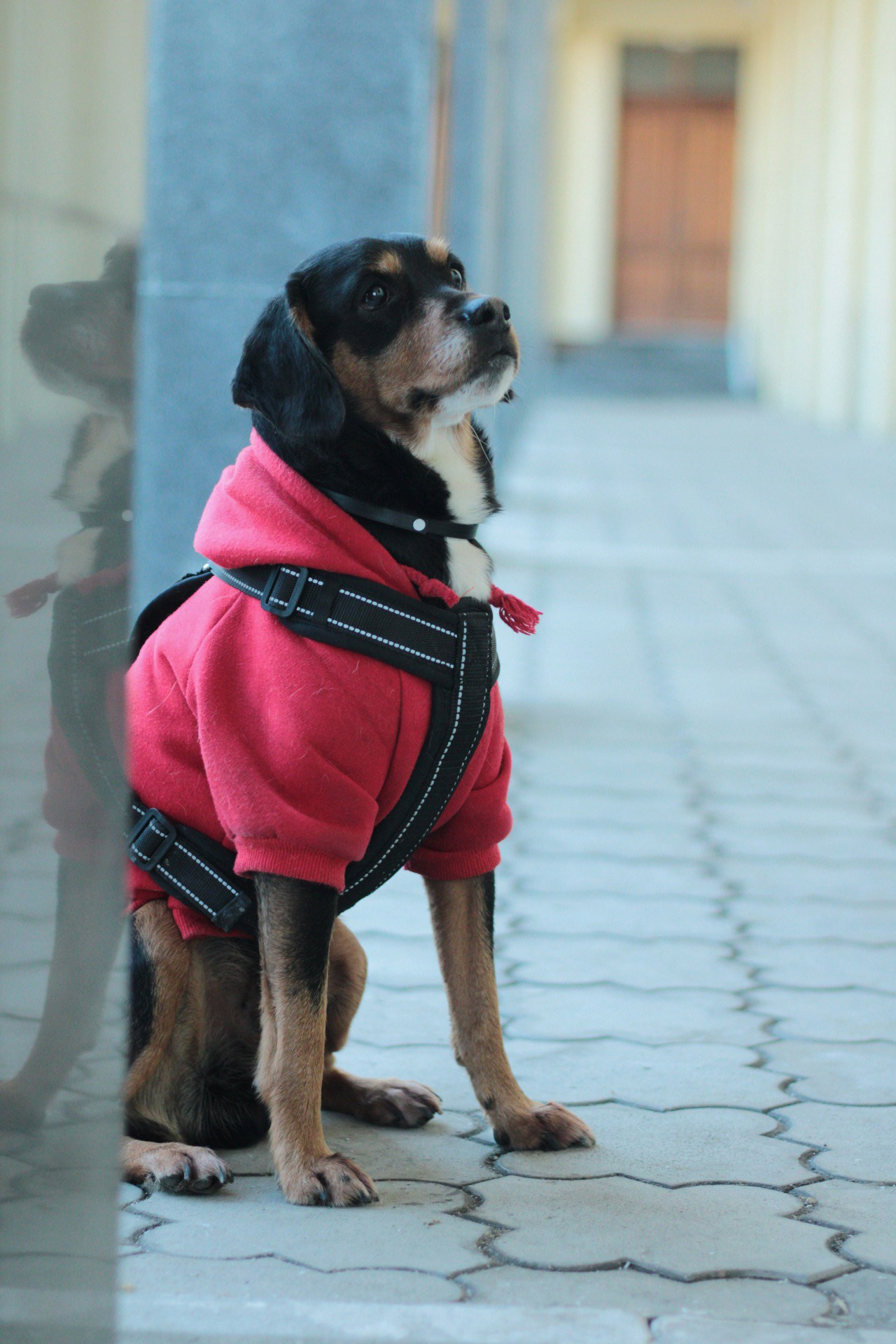 Маша и Кекс. Катя Попова|ЛайфСтайл фотограф