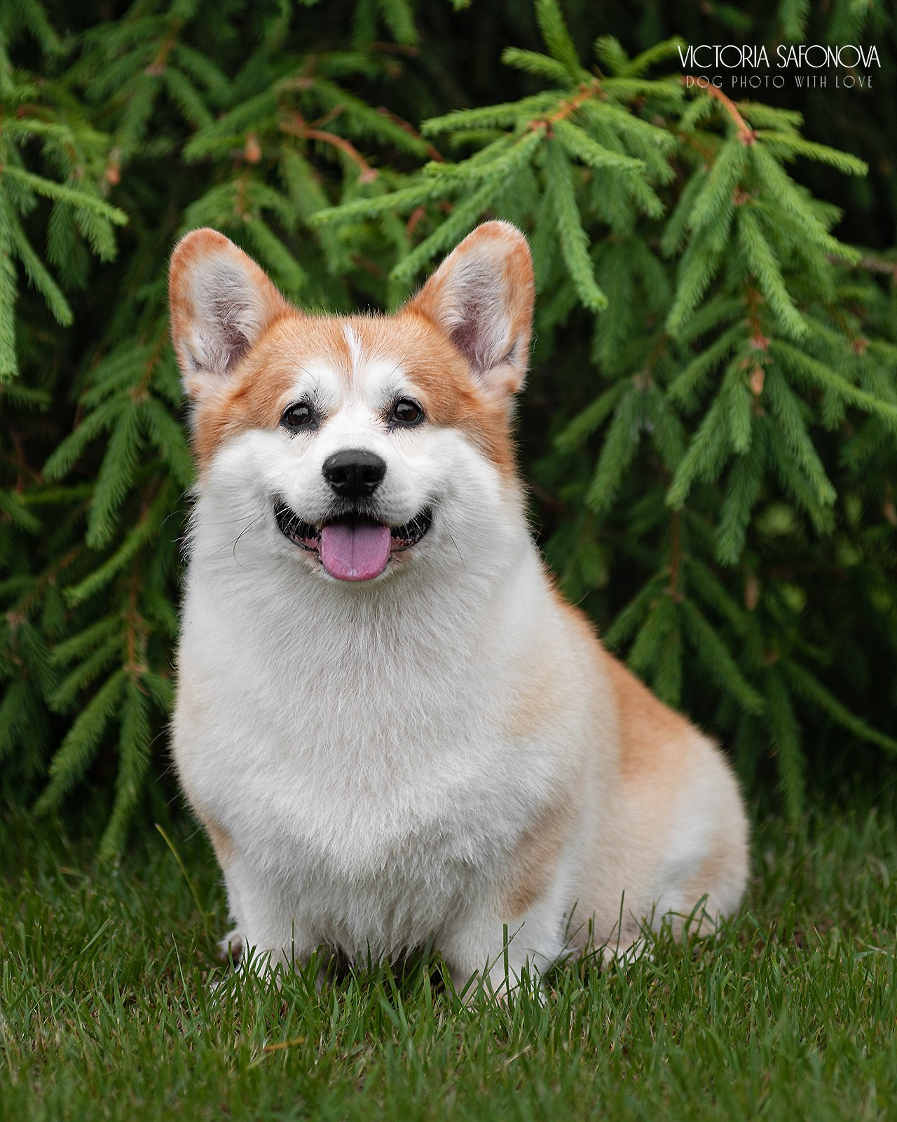 Локи 08.06.2023. Фотограф анималист Благовещенск. Сафонова Виктория