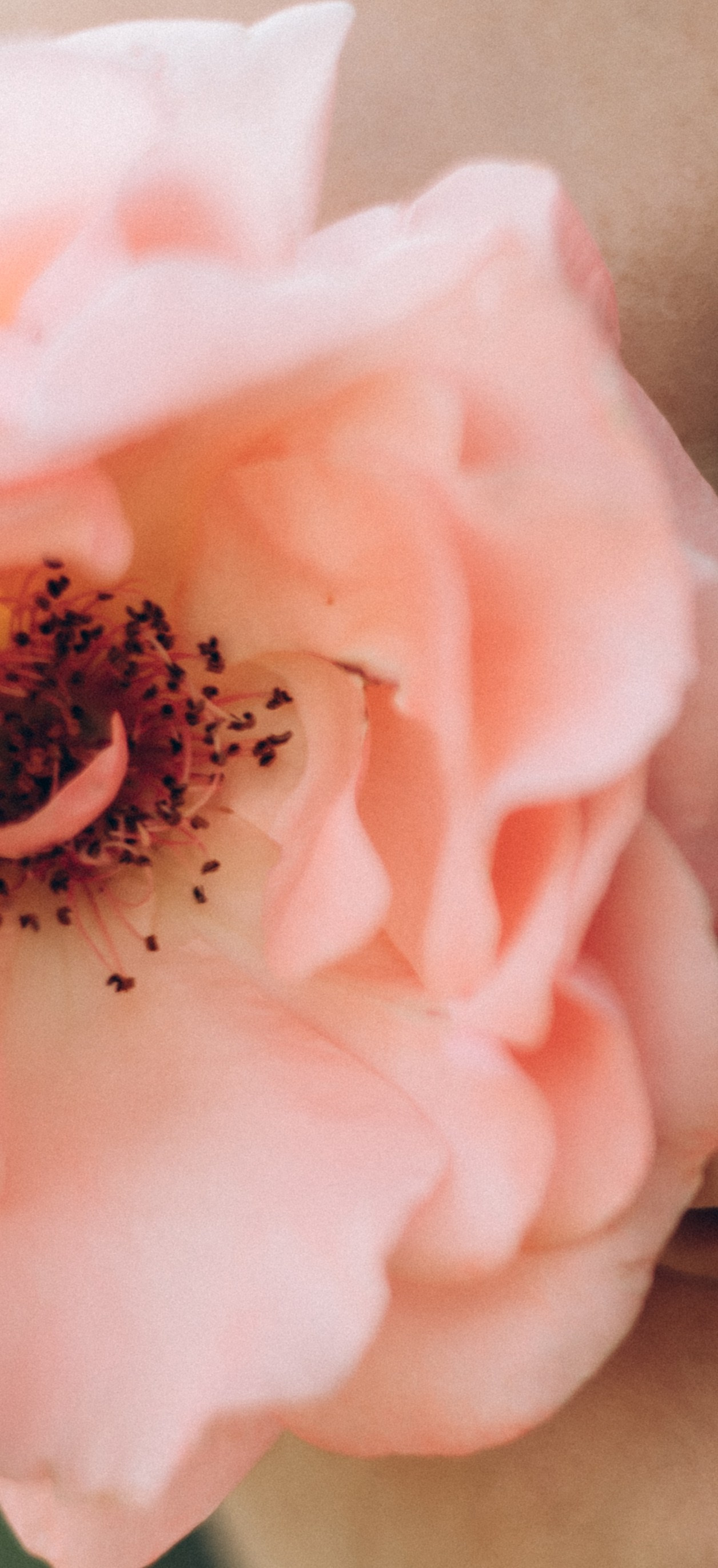 Nataly Rose. Свадебный и семейный фотограф в Краснодаре Диана Смирнова