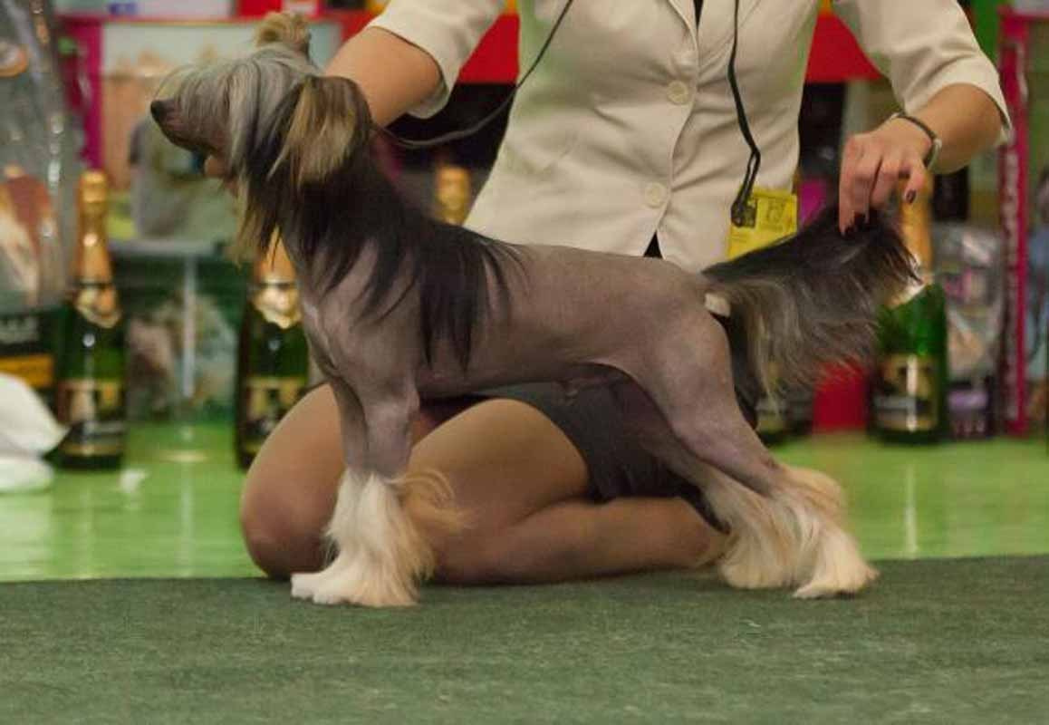 Нерону (Zlato Dinastii Neron) — 14 лет. Поздравляем тебя, наш знаменитый папа!. Питомник китайских хохлатых собак Poale Ell: купить щенка