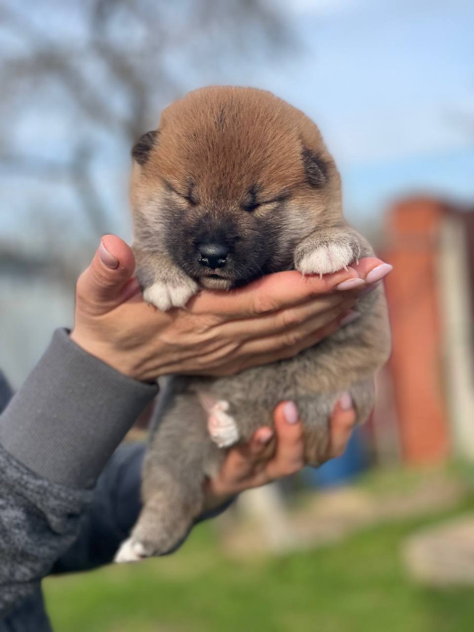 сиба питомник Рубилайт щенки на продажу rubylight  сиба щенки купить СПб Санкт-Петербург