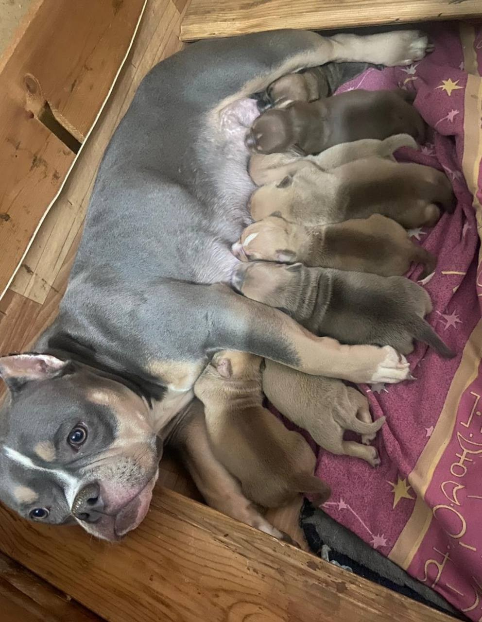 Купить Французского Бульдога Нижний Новгород, Купить щенка Французского бульдога Нижний Новгород, Питомник Французских Бульдогов Нижний Новгород,  Питомник Французский Бульдог Нижний Новгород, 