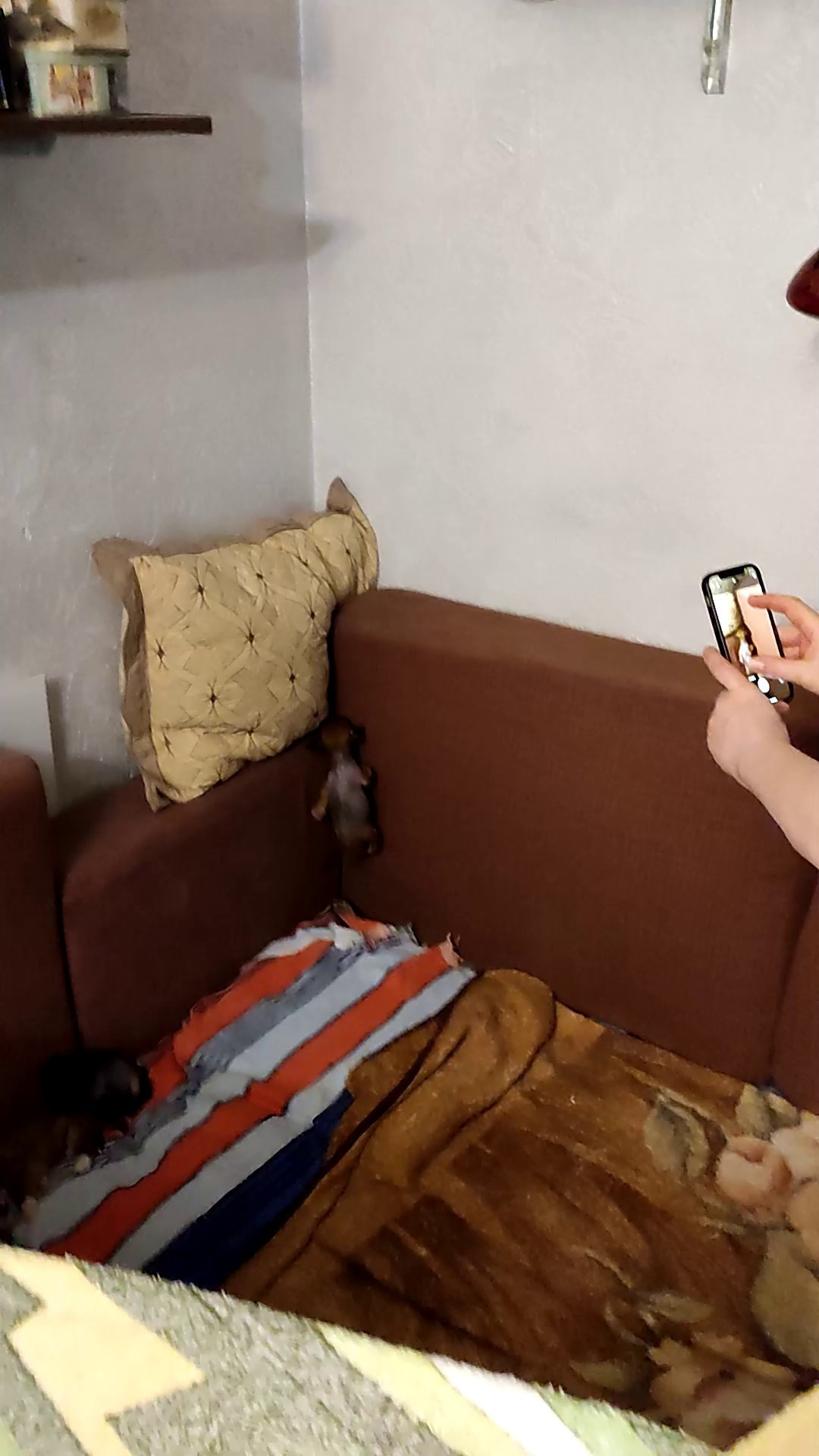 2 года помету V!. Питомник китайских хохлатых собак Poale Ell: купить щенка в питомнике