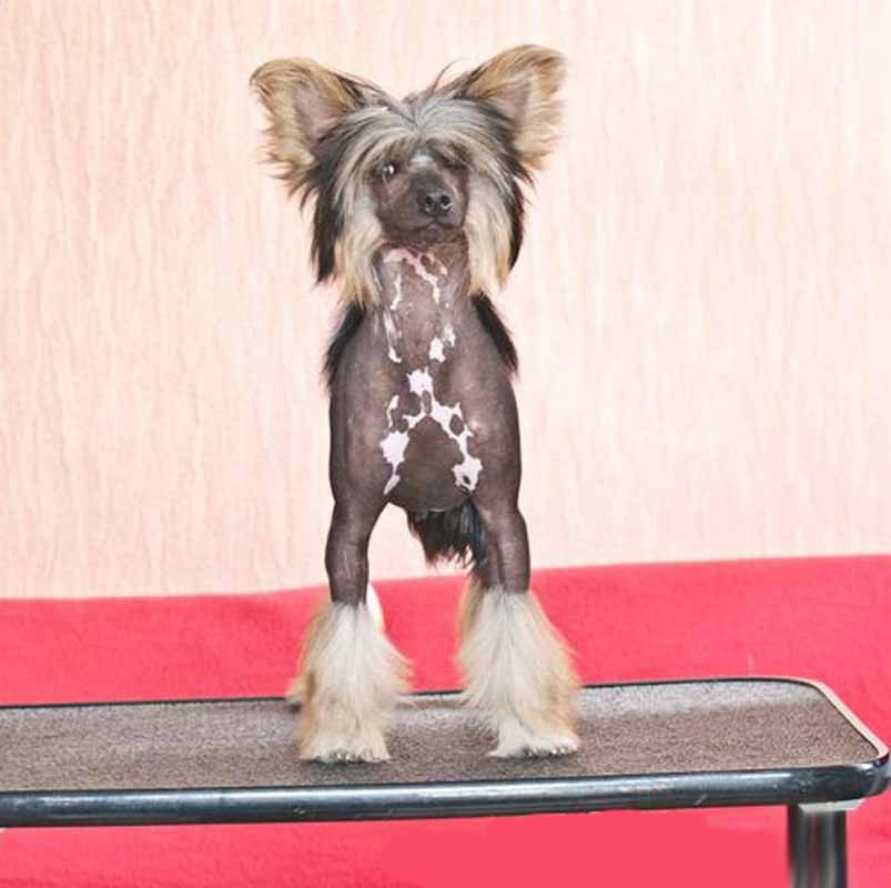 Нерону (Zlato Dinastii Neron) — 14 лет. Поздравляем тебя, наш знаменитый папа!. Питомник китайских хохлатых собак Poale Ell: купить щенка