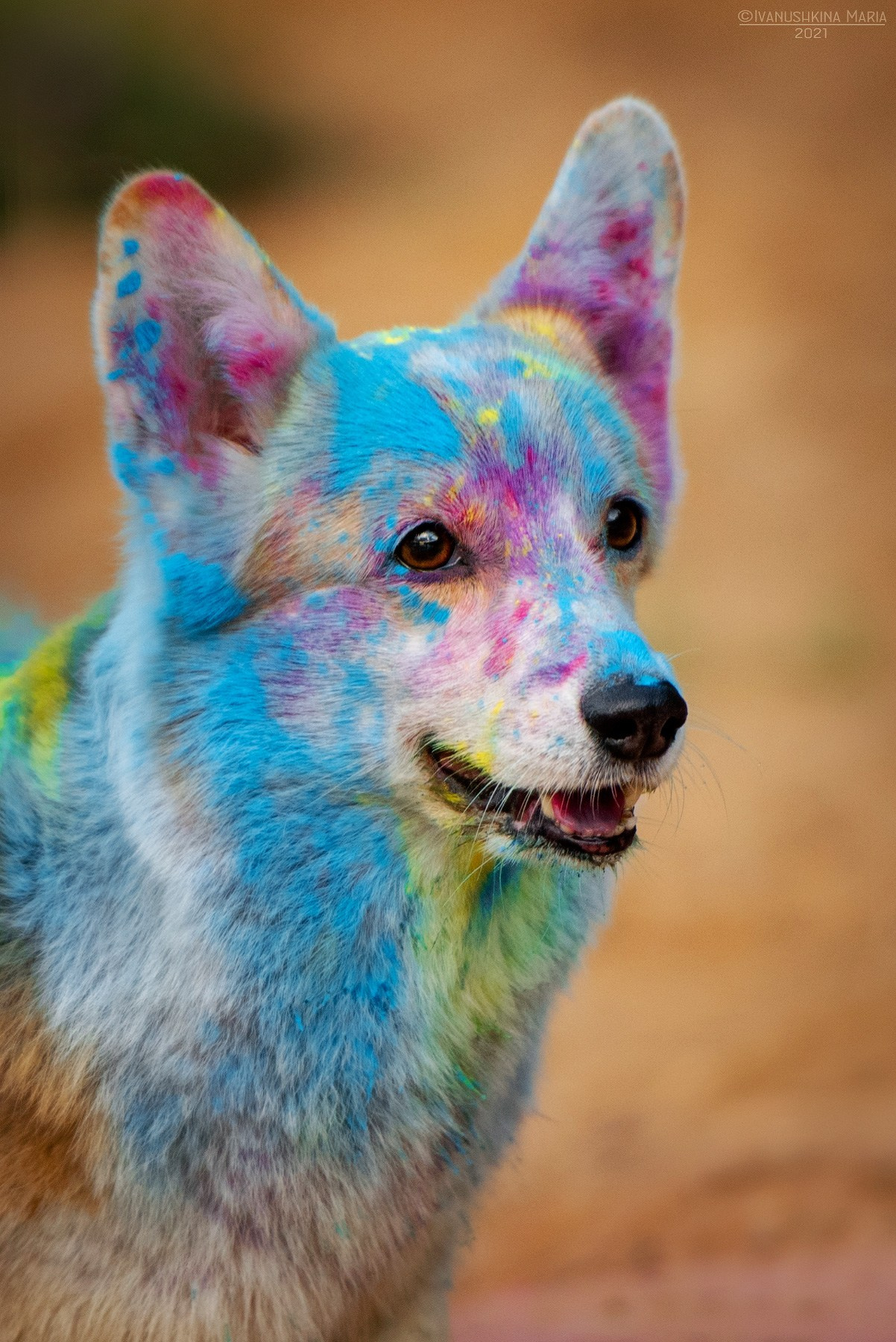 Фотосессия собаки с красками холи. Фотограф собак в Москве и Московской области Иванушкина Мария