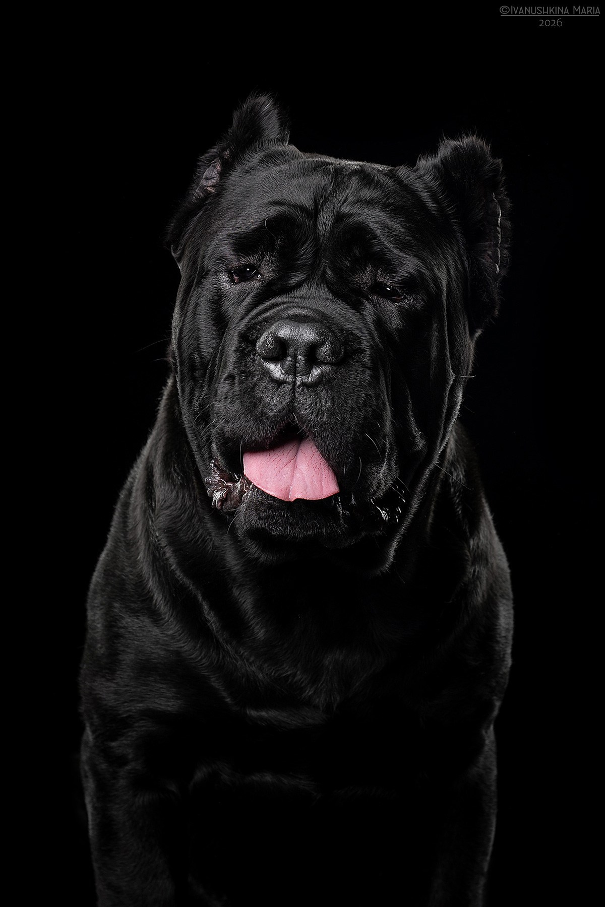 Фотосессия собаки в студии. Фотограф собак в Москве и Московской области Иванушкина Мария