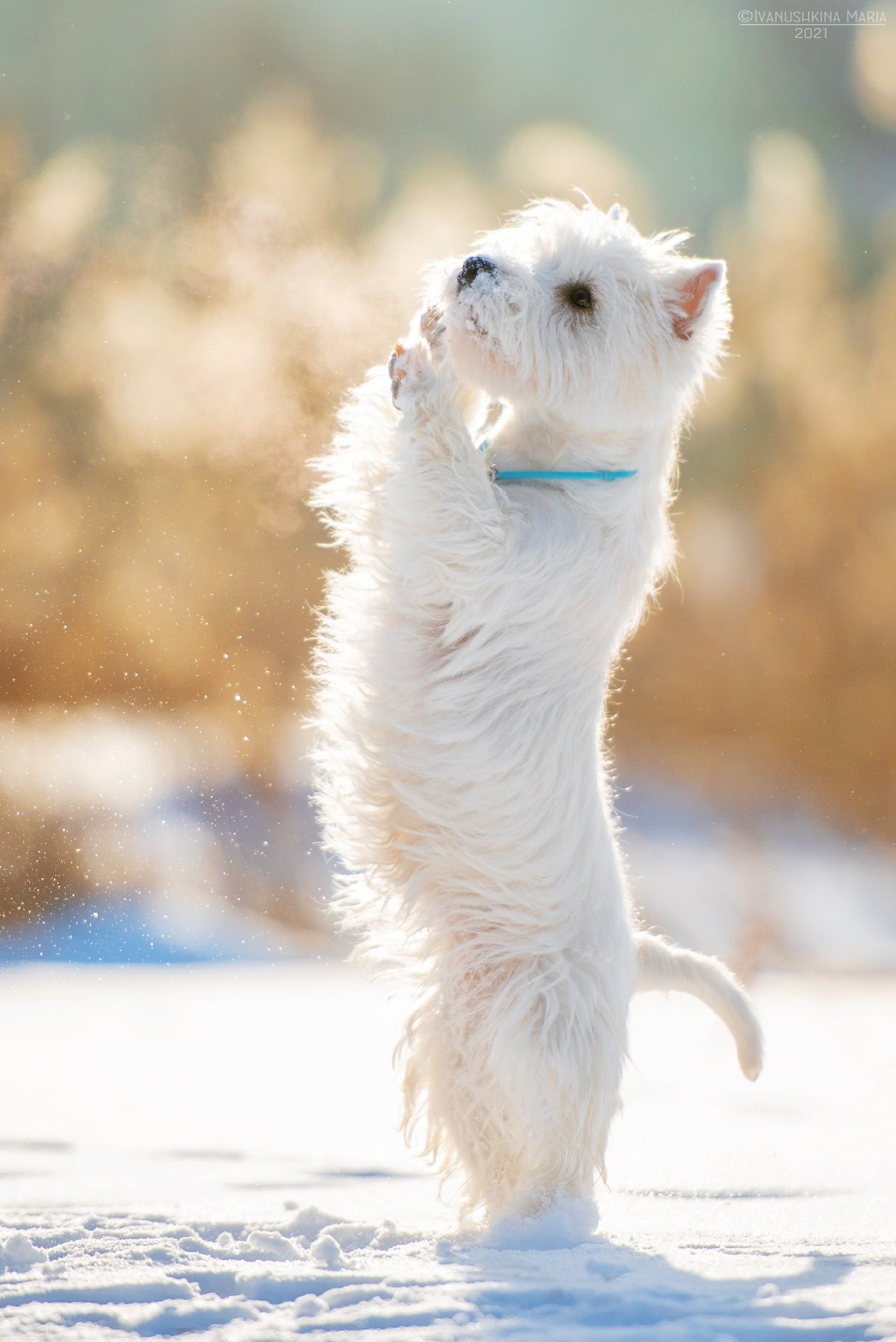 вест хайленд вайт терьер