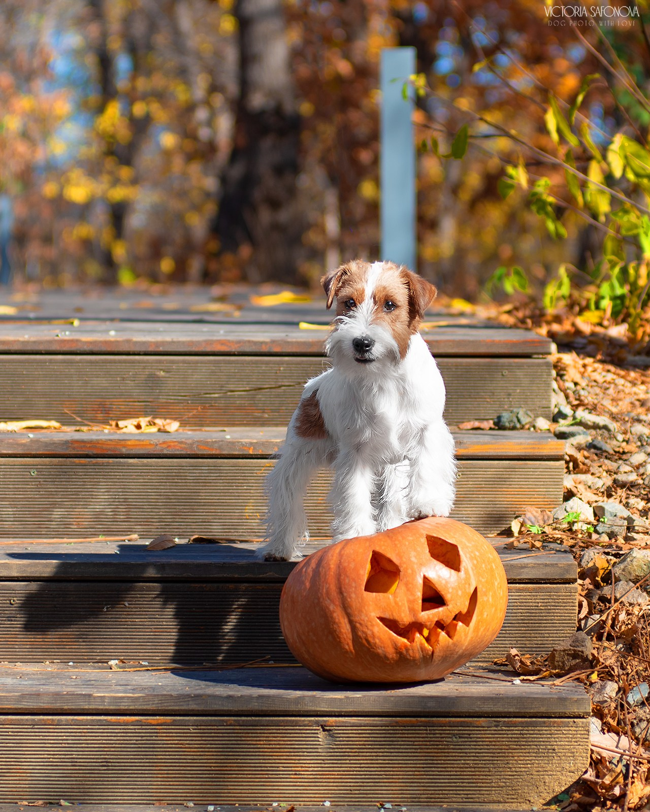 Рома и Висп 09.10.2023. Фотограф анималист Благовещенск. Сафонова Виктория