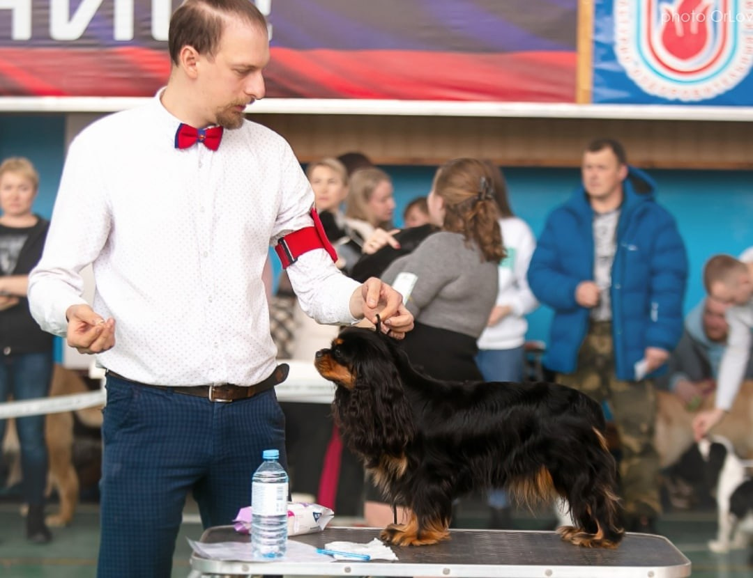 Суки. Питомник кавалер кинг чарльз спаниелей