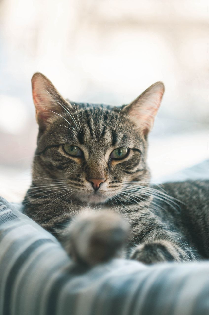 Животные. Varezhka photo | фотограф для души