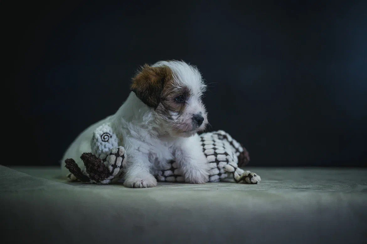 Сука 5. Lovely-Orange питомник джек рассел терьеров