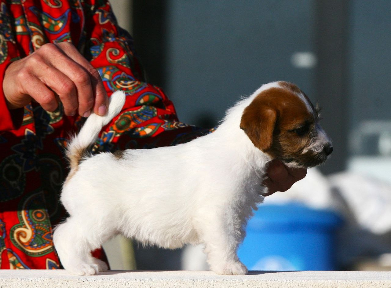 Сука 2. Lovely-Orange питомник джек рассел терьеров