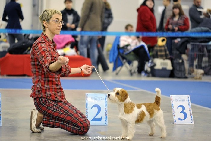ЕВРАЗИЯ 2014. Lovely-Orange питомник джек рассел терьеров