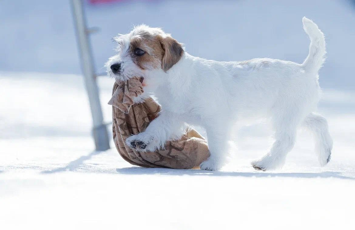 Сука 3. Lovely-Orange питомник джек рассел терьеров