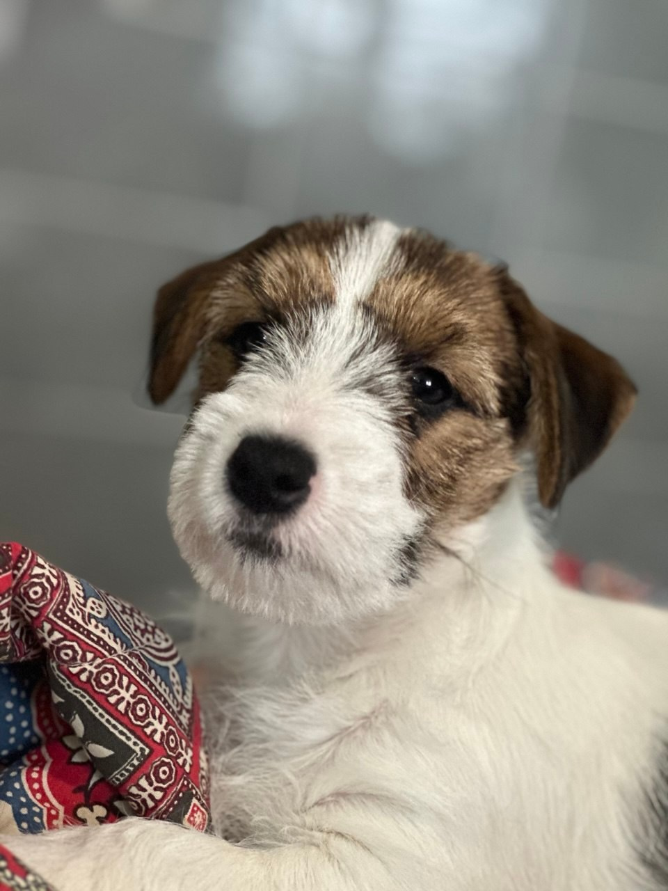 BELIEVE ME. Lovely Orange kennel Jack Russell Terrier FCI/RKF
