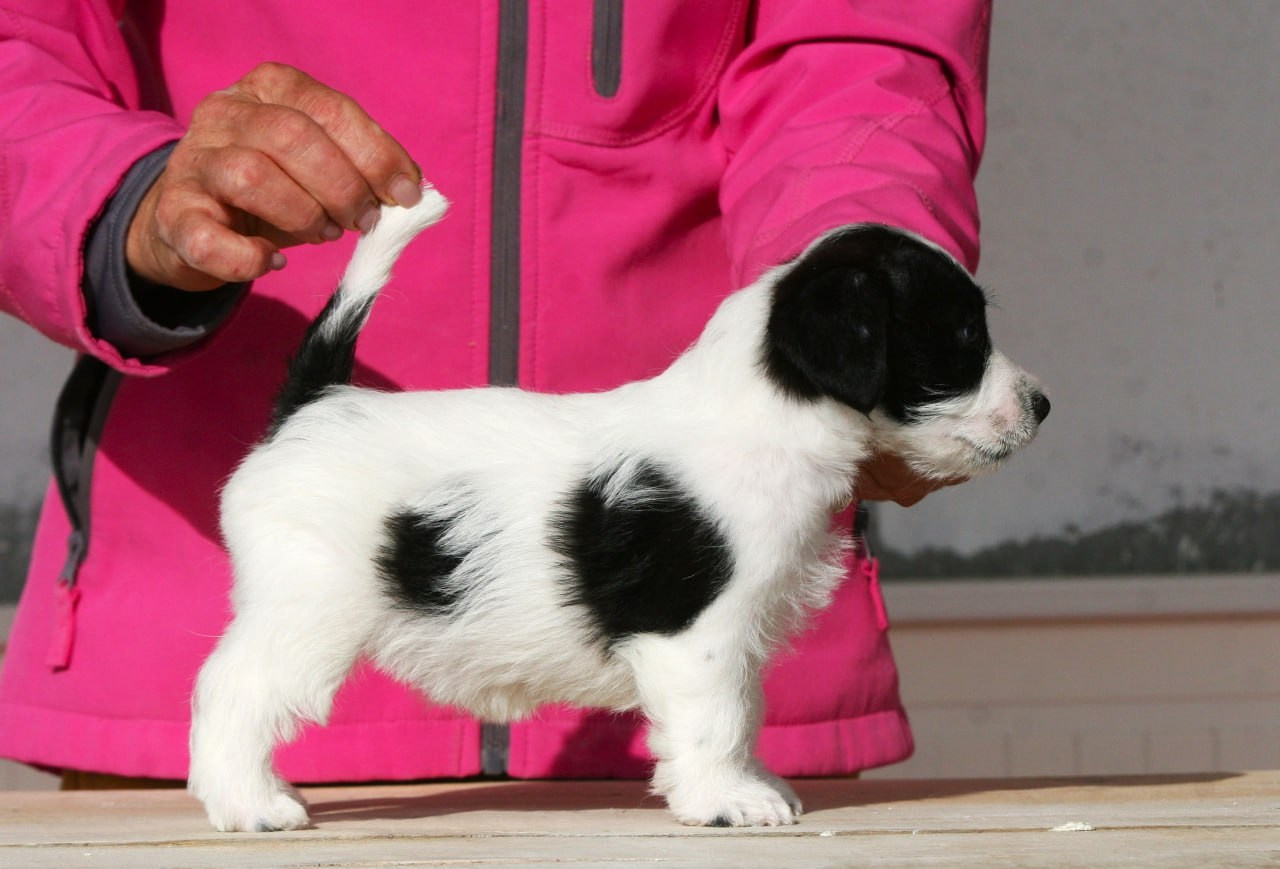 Сука 2. Lovely-Orange питомник джек рассел терьеров