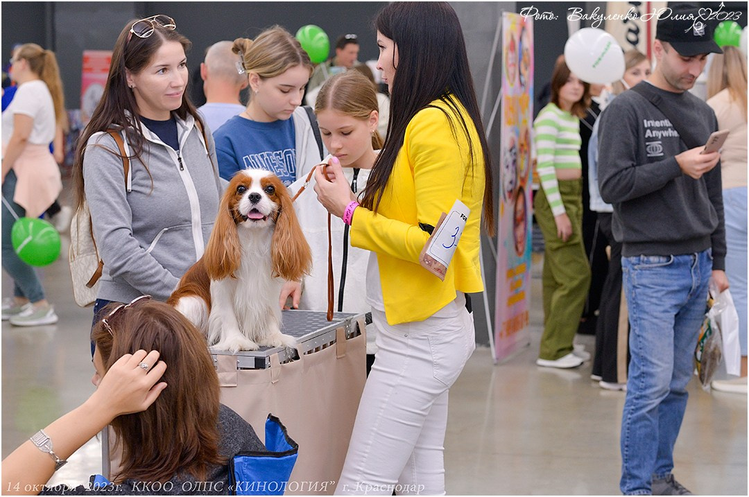 Репортаж. Фотограф анималист | семейный Юлия Вакуленко, г. Краснодар