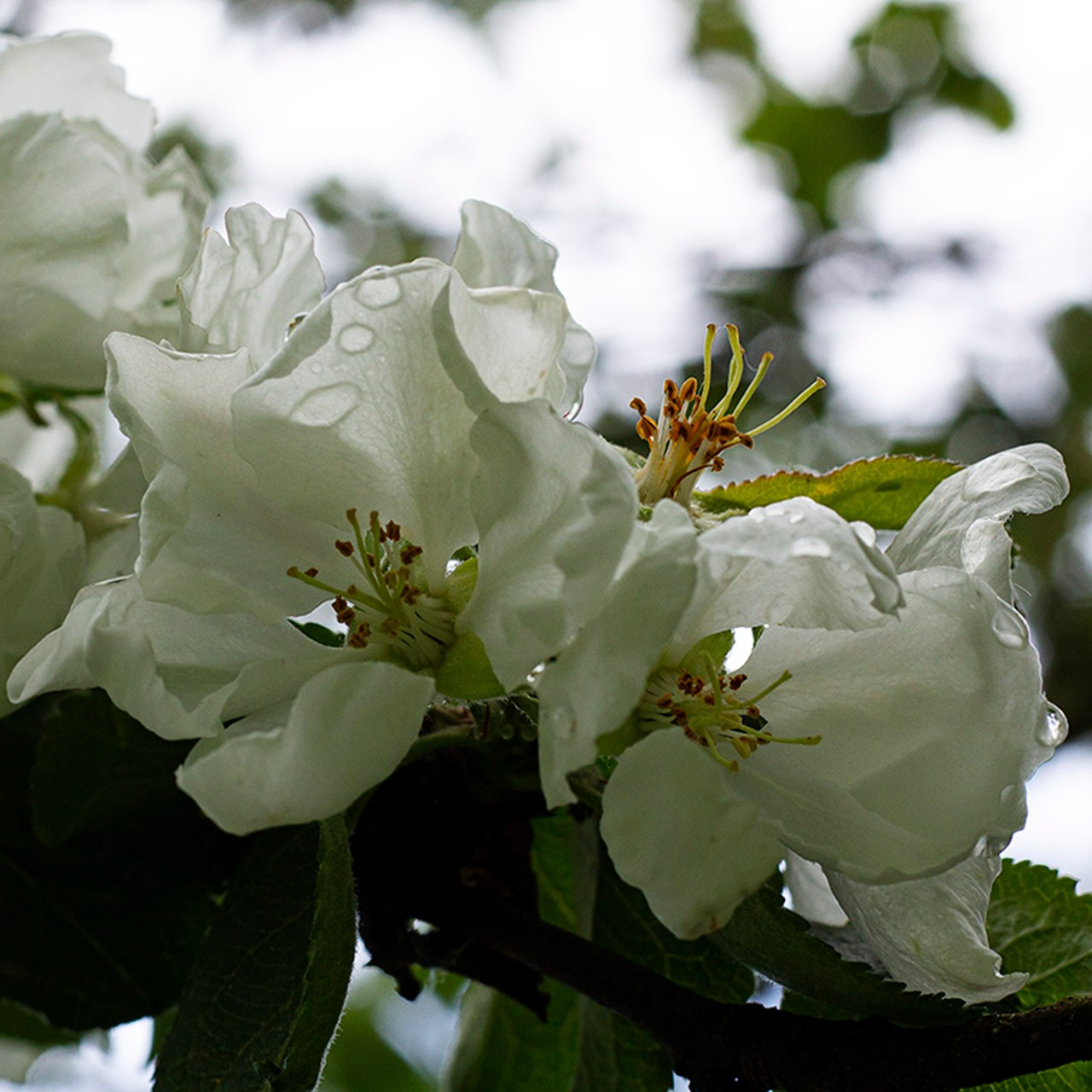 Деревья. Природа севера