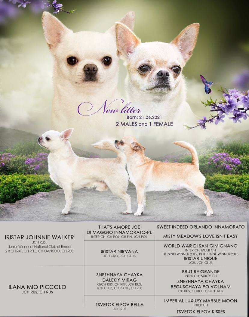 Презентации из моих фото. Фотограф. Фотограф-анималист. Москва