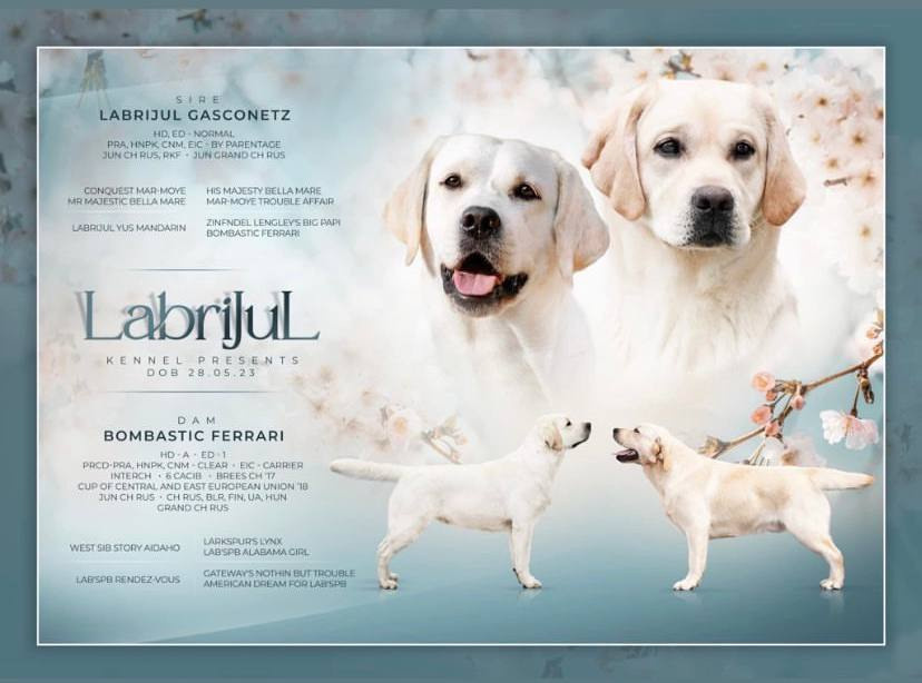 Презентации из моих фото. Фотограф. Фотограф-анималист. Москва