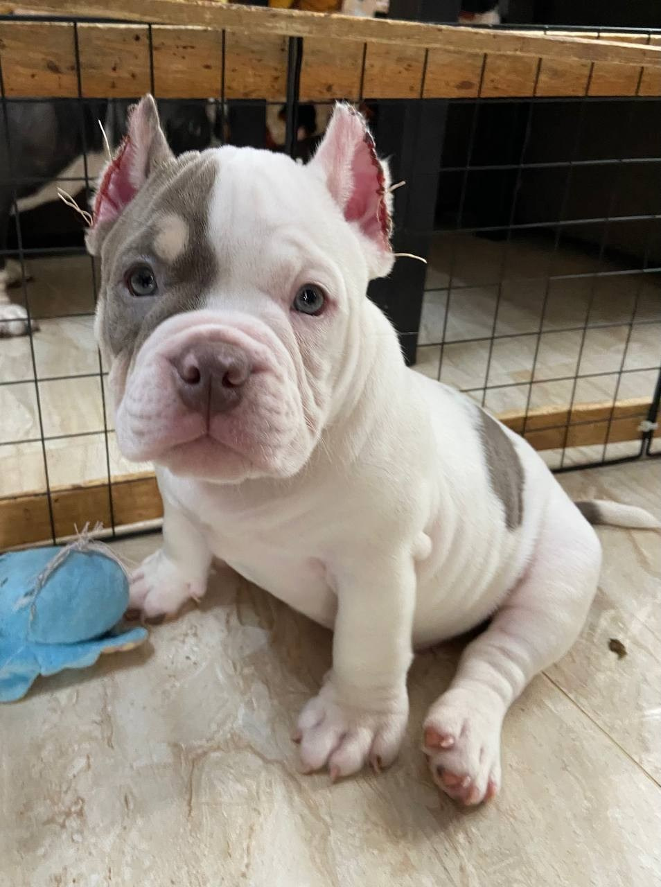 Свободные щенки Американский Булли, в типах покет, классик, стандарт. Американский Булли в г. Ростов-на-Дону. Питомник THE POWER OF SIBERIA