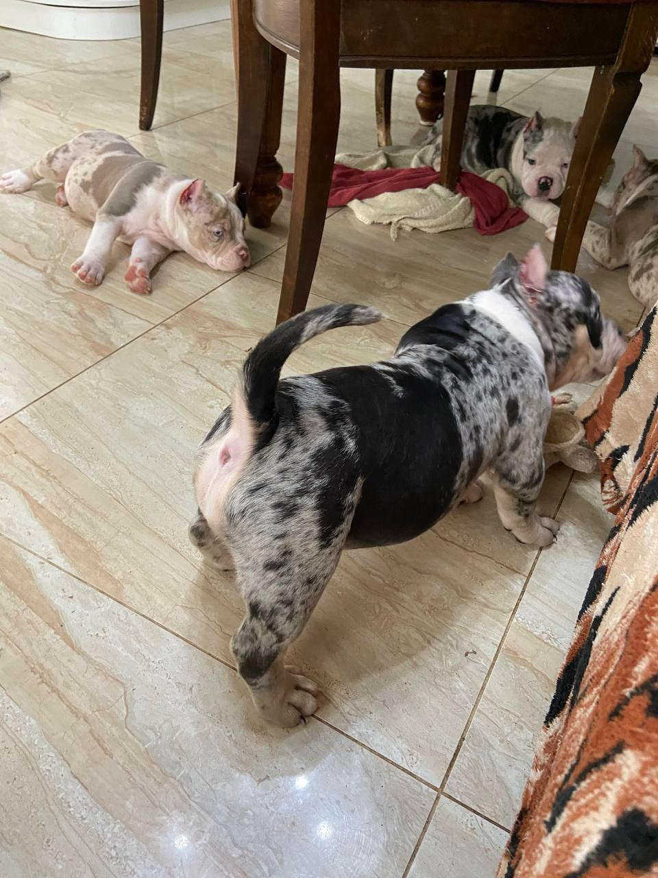 Свободные щенки Американский Булли, в типах покет, классик, стандарт. Американский Булли в г. Ростов-на-Дону. Питомник THE POWER OF SIBERIA