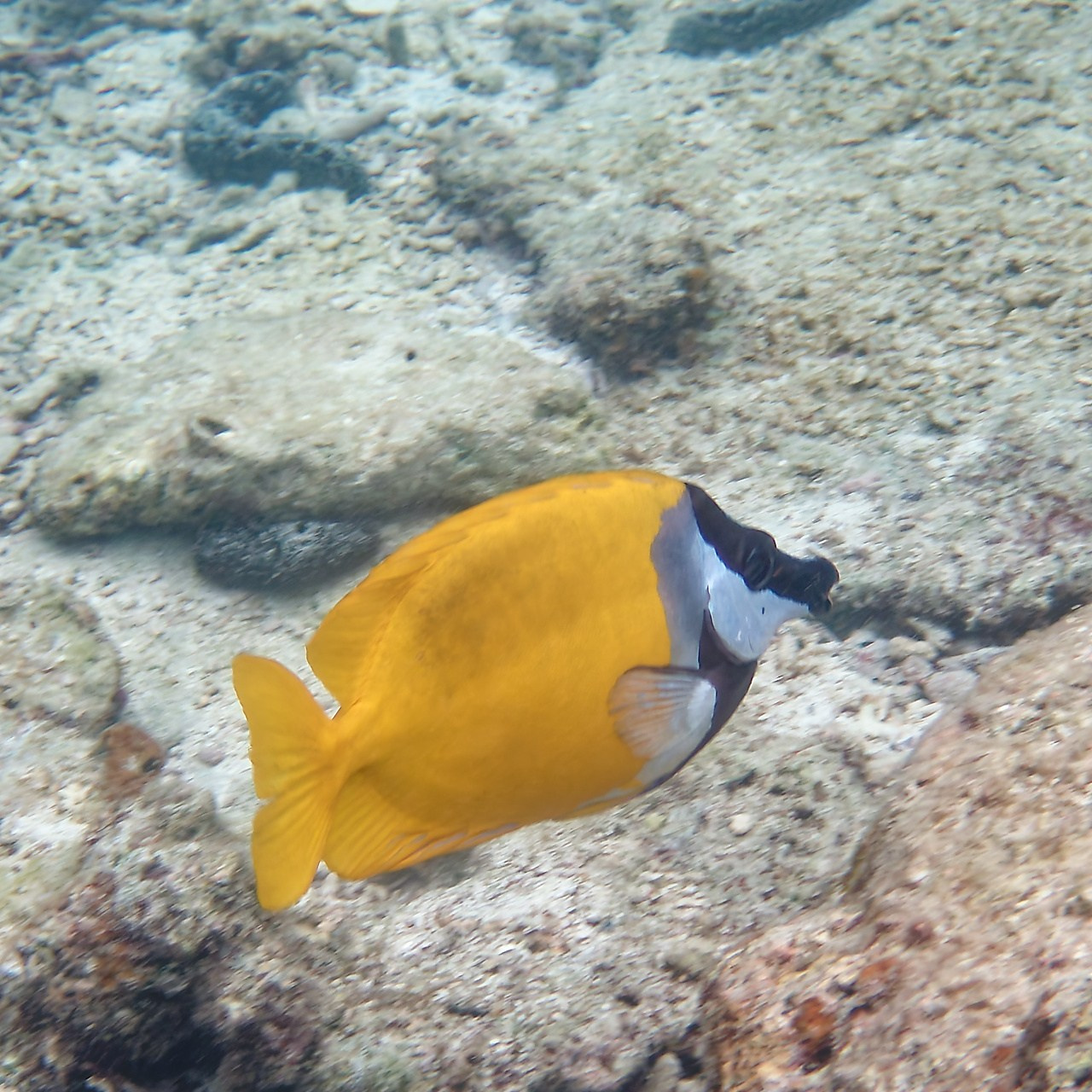 Мне посмотреть. Рыбов показываю