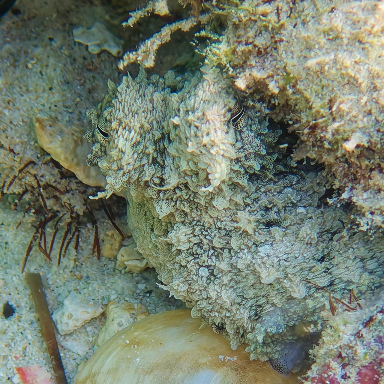 Мне посмотреть. Рыбов показываю