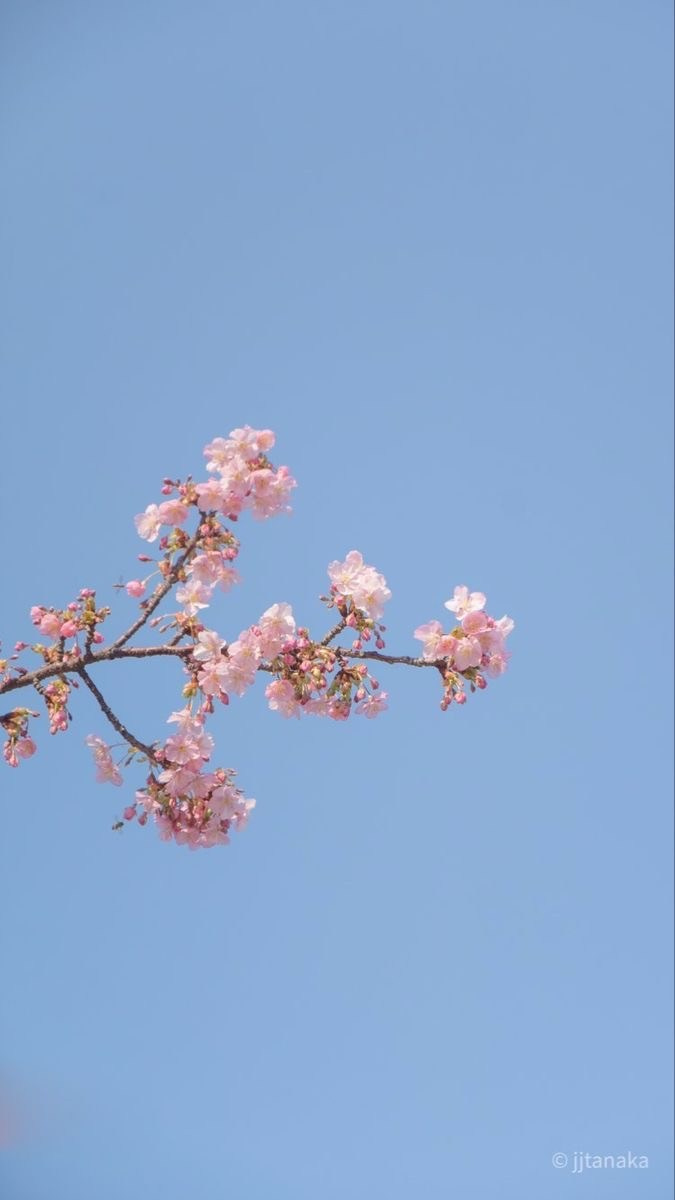 Romantic couple photoshoot under sakura trees Dalmaji Hill Haeundae.Guida ai migliori luoghi per vedere la fioritura dei ciliegi a Busan Corea del Sud