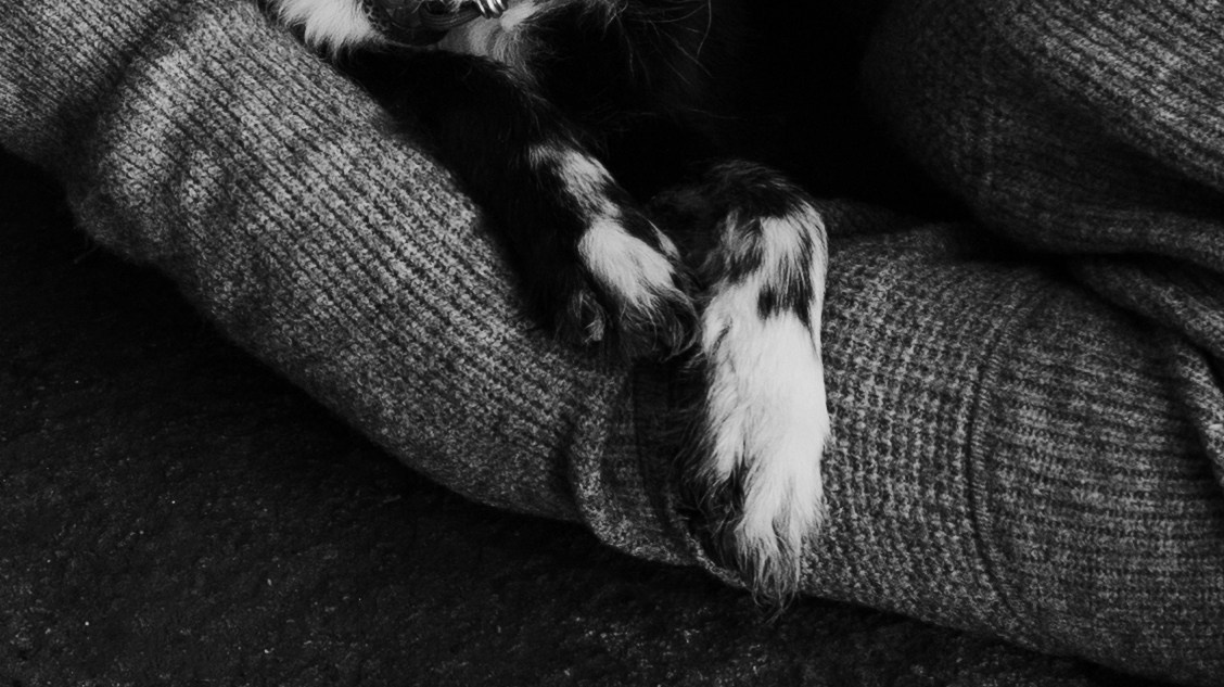 Полина и Сейви. Фотограф-анималист Богданова Полина