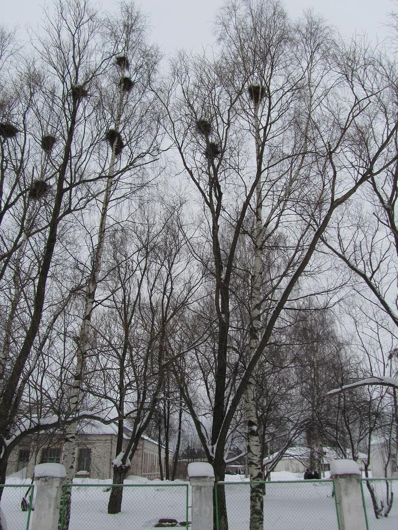 Грачиные гнёзда