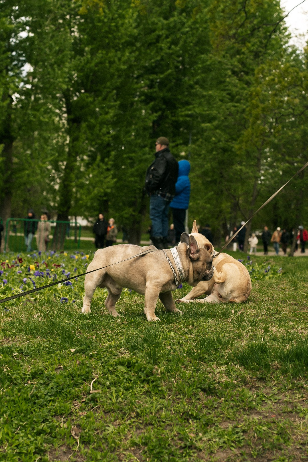 Парад Бульдогов. Axenov_eugene