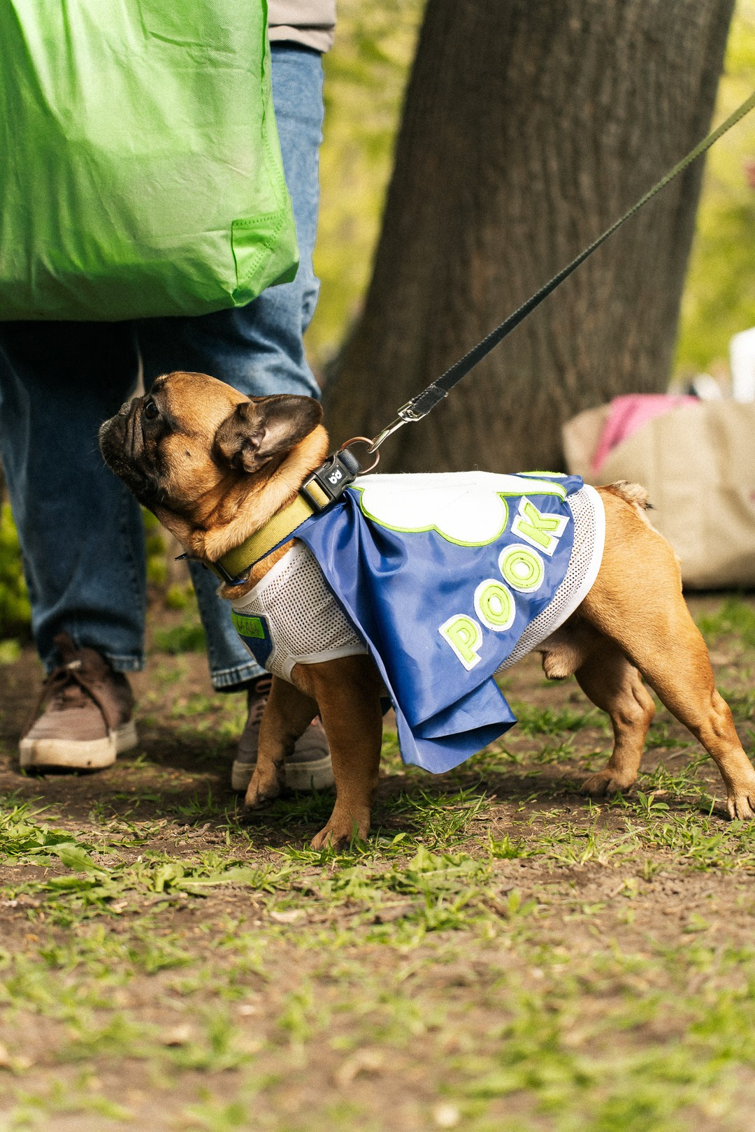 Парад Бульдогов. Axenov_eugene