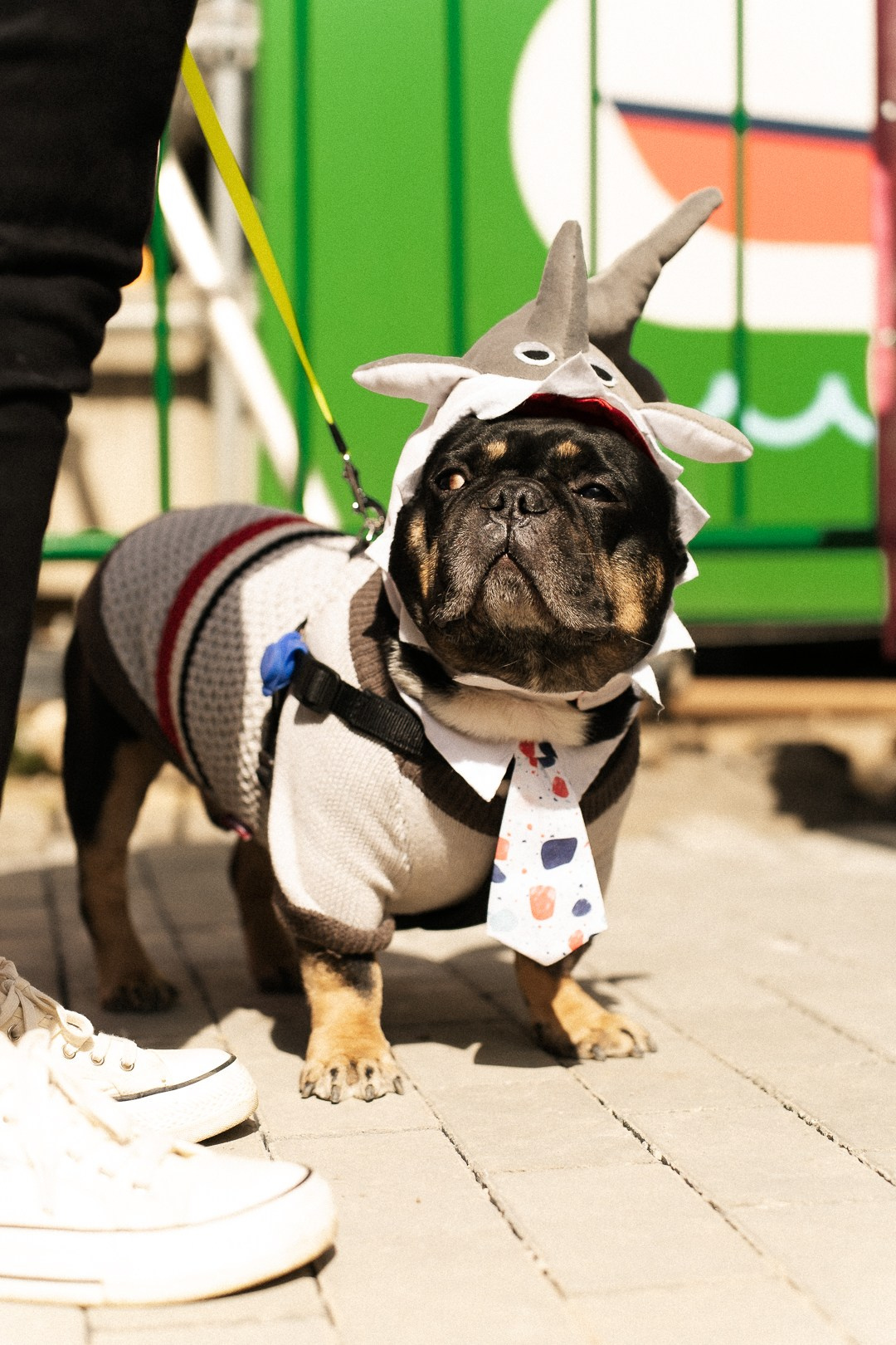 Парад Бульдогов. Axenov_eugene