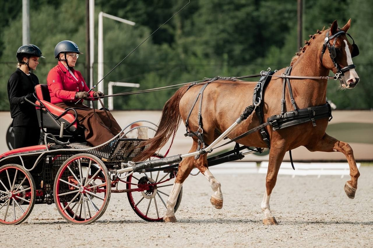 Чемпионат по ДРАЙВИНГУ. Куракина Дарья • Конный фотограф