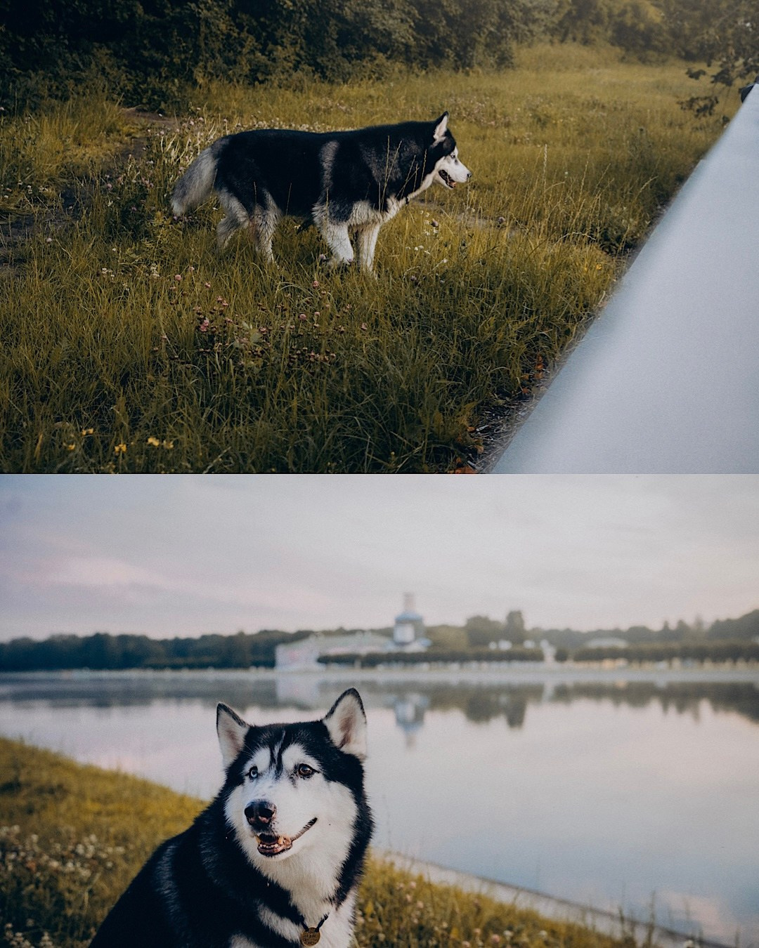 Мария и Вегас. Фотограф анималист в Москве и Санкт-Петербурге Свиридова Анна