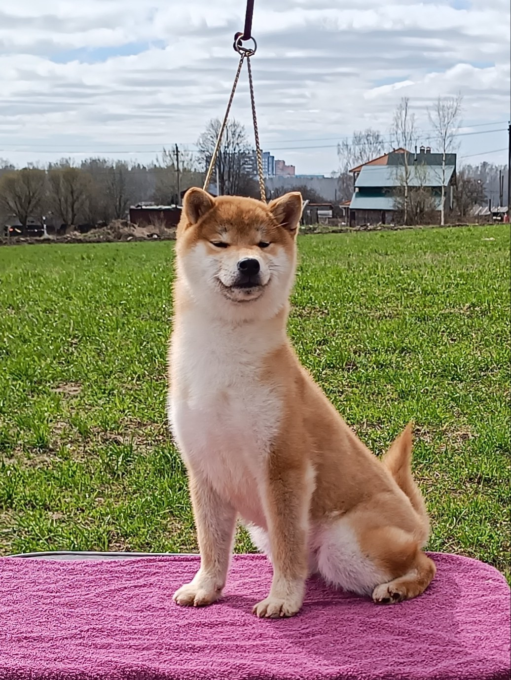 Rubylight Bella * Белла. Американская акита I Сиба ину I Питомник RUBYLIGHT