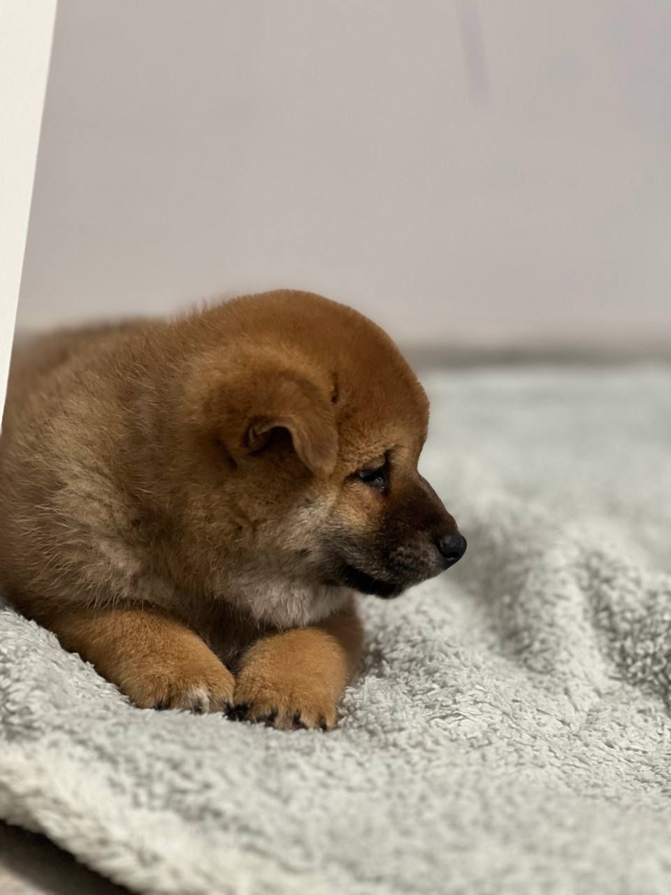 сиба питомник Рубилайт щенки на продажу rubylight  сиба щенки купить Шиба сиба-ину