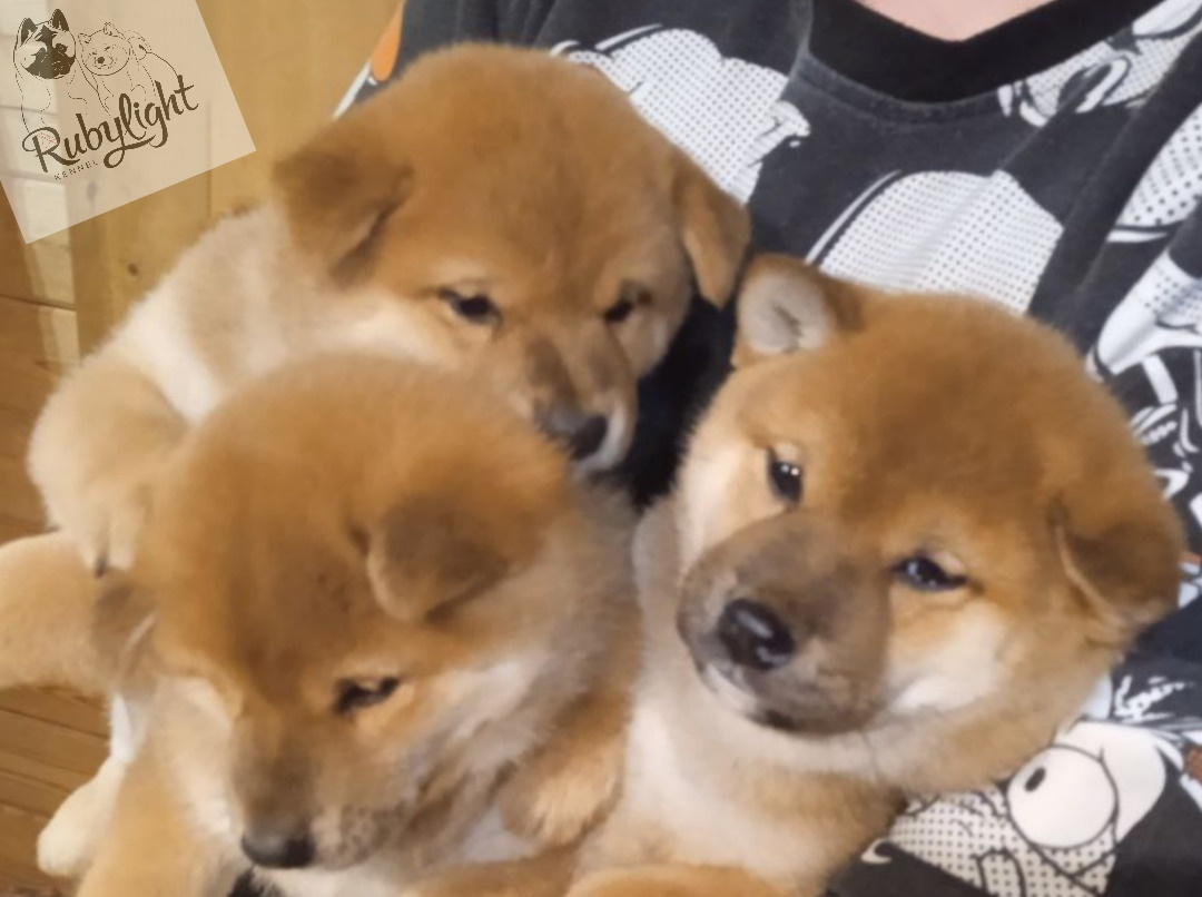 Сиба RUBYLIGHT Помет Т  Мэгги + Тор