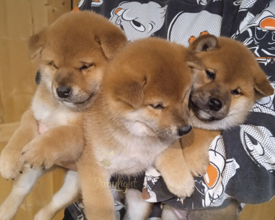 Сиба RUBYLIGHT Помет Т  Мэгги + Тор