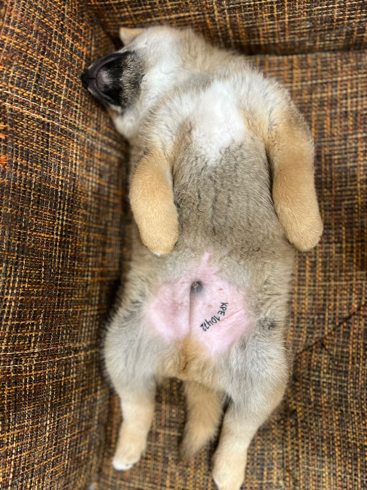 сиба питомник Рубилайт щенки на продажу rubylight  сиба щенки купить Шиба сиба-ину