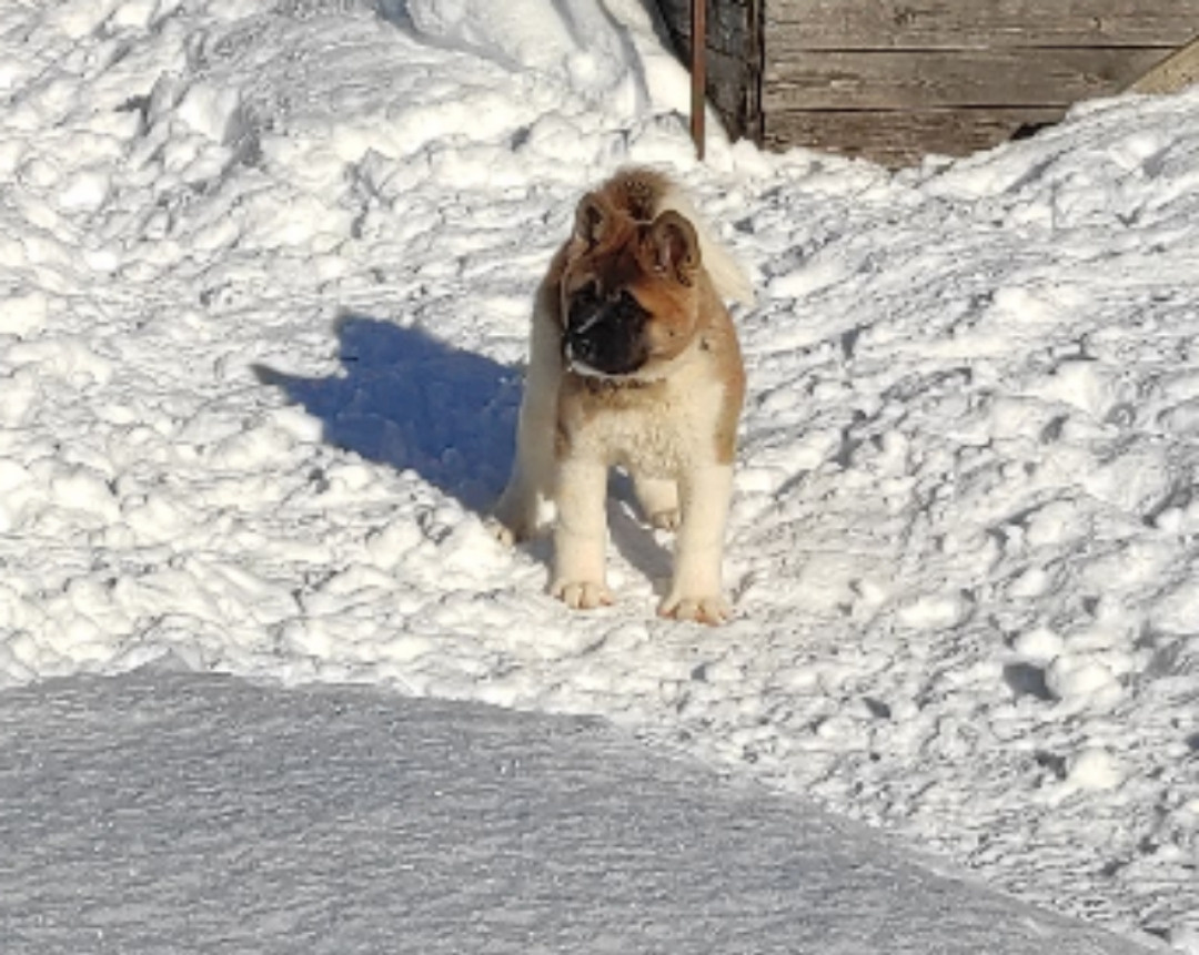 щенки Акита американская купить санкт-петербург питомник RUBYLIGHT BIYA & Dilinze's Hause Orion